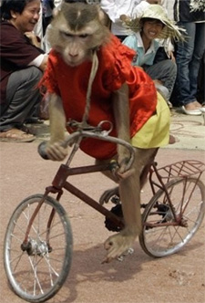 monkey_on_bike.jpg