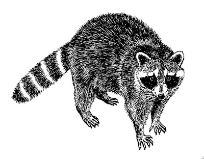 raccoon-of-doom.jpg