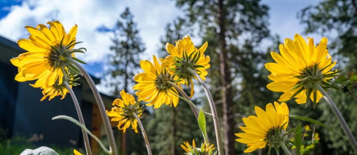 Methow Valley Mountain Biking